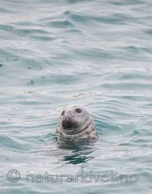 BB 13 0323 / Halichoerus grypus / Havert